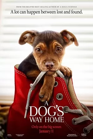 A Dog’s Way Home (2019) Dual Audio {Hindi-English} 480p [350MB] | 720p [1GB] | 1080p [2.3GB]